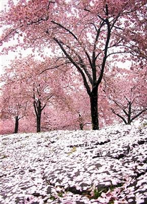 cherry tree.jpg